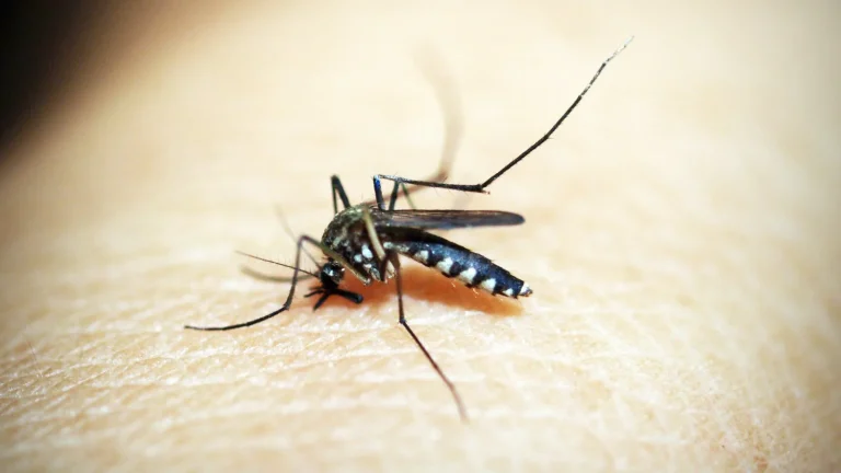 Mosquito pousado sobre a pele humana
