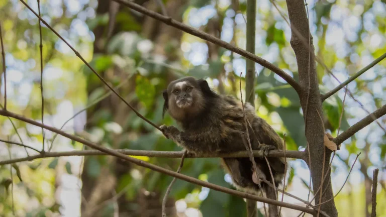 Macaco-prego em galho de árvore na mata