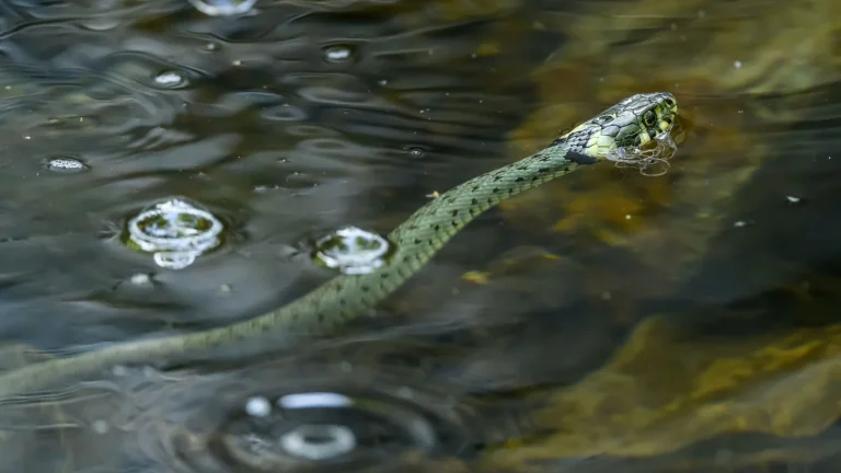 Serpente nadando na água
